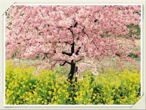 菜の花桜と